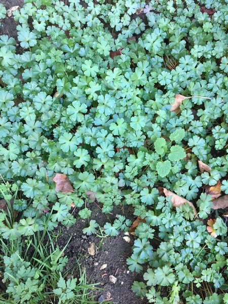 Fast on the heels of the other “what plant is this?” thread...