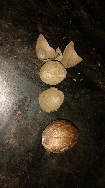 Nutmeg confusion!