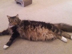 Floofy photos on Sunday