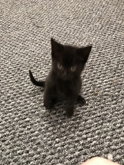 Help me name my new kitten