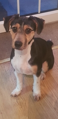 Aibu regarding dog groomer injuring my dog