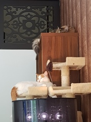 Anybody tamed a feral kitten?