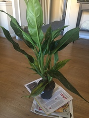 Another “what plant is this?” thread