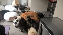 Who is the crazy of craziest cat person ?