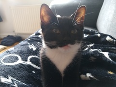 Greedy arse kitten!