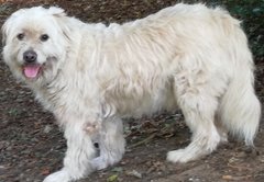AIBU,To ask you to help us identify this breed?