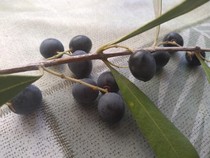 Does anyone know what these berries are? Also need a butter alternative for pastry.