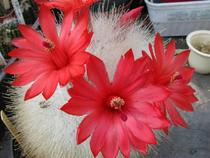 How often do I water my cacti?