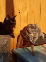 Show me your favourite pictures of your cats