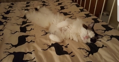 Ragdoll cats/kittens