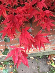 What is is this Beautiful small tree?