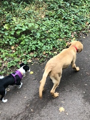 To think if you don’t like dogs, don’t walk this route?