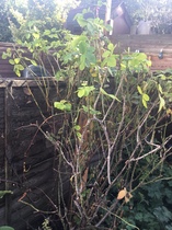 My rose bush is poorly