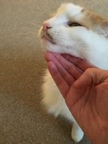 Cat moustache