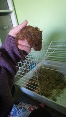 Can guinea pigs have a litter with two different fathers?