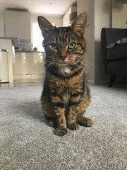 Extremely cuddly cat who won't go outside