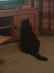 Norwegian forest?