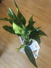 Another “what plant is this?” thread