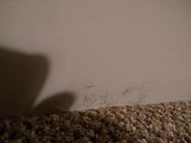 Skirting Board Mess After Carpet Fitting. Help please.(Photos)
