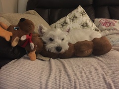 I bloody love my dog