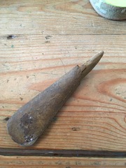 Calling all fossil hunters...