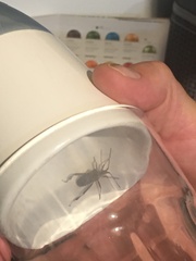 What is this insect? Pic.