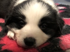 New Border Collie Puppy - Much excitement and need name!