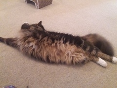 Floofy photos on Sunday