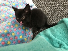 Help me name my new kitten