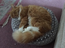 Show me your favourite pictures of your cats