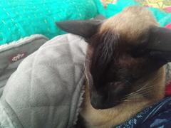 My cat is freezing - does anyone cat (or dog) wear a coat?
