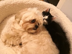 I don't like Kricketot, oh no, I love it, yeah