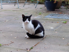 Taken on some stray kittens, help please!