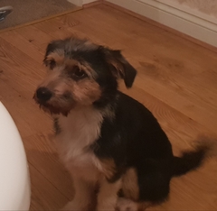 Aibu regarding dog groomer injuring my dog