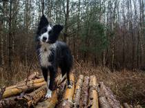 New Border Collie Puppy - Much excitement and need name!