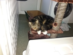 New scrumptious rescue cat