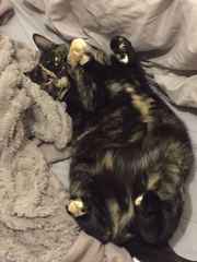 Who is the crazy of craziest cat person ?