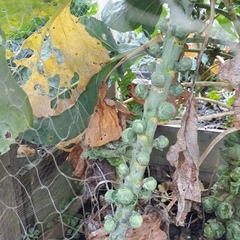 Allotment?Veg Patch Thread 13! Are we weathering the weather?