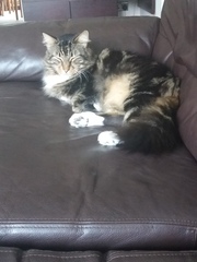 New scrumptious rescue cat
