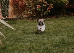 Advice on puppy