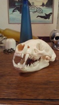 6 yr old DD and skull 💀