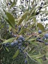 Does anyone know what these berries are? Also need a butter alternative for pastry.