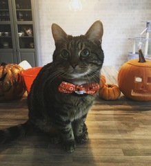 Extremely cuddly cat who won't go outside