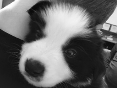 New Border Collie Puppy - Much excitement and need name!