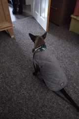 My cat is freezing - does anyone cat (or dog) wear a coat?
