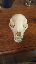 6 yr old DD and skull 💀