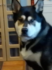 Doggy DNA/ Any guesses? UPDATE: The results are in! **Title edited by MNHQ**