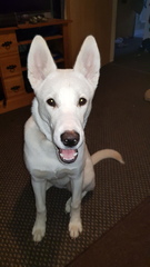 I bloody love my dog