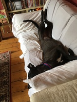 Rescue greyhound questions!