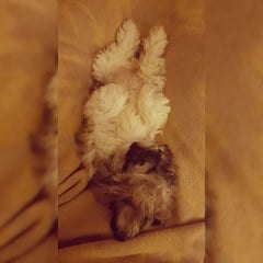 Advice on puppy